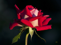 Rose Red Sunset 5992